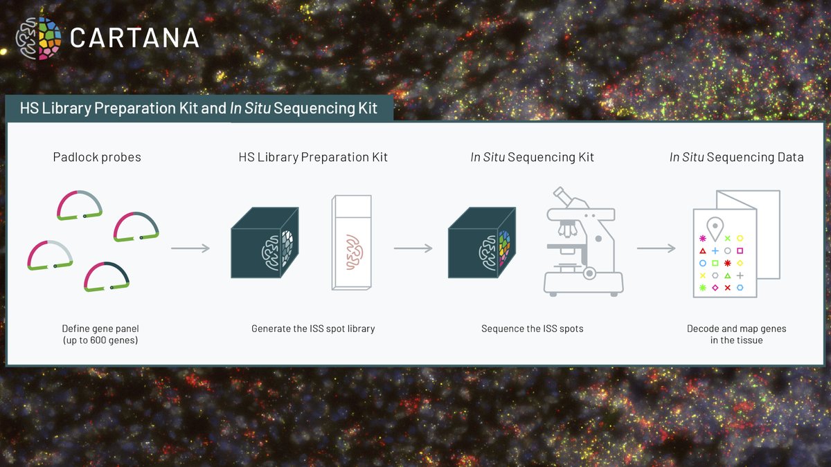 Would you like to generate spatial gene maps? With our kits you can decode up to 600 genes simultaneously within morphologically intact tissue samples at single cell resolution. Here's how it works!

Click here for more information: cartana.se/how-it-works/

#spatialgenomics