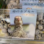 これは食べにくい!wうずらの卵の食品名が「命のカプセル」w