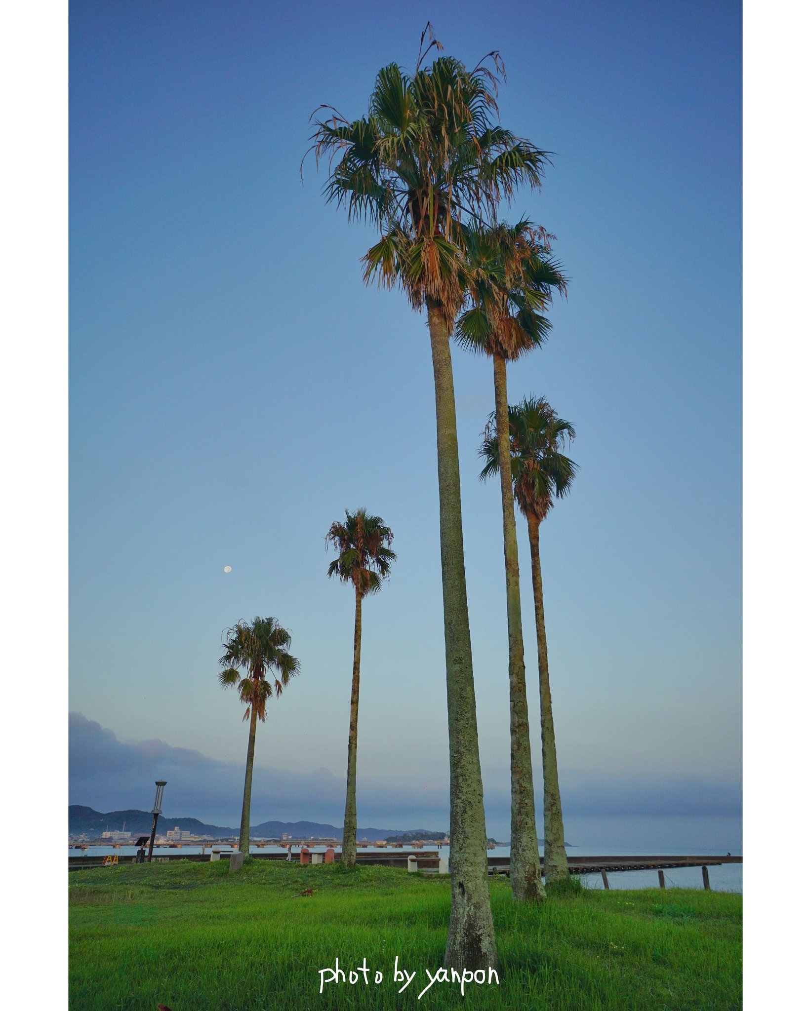 房総でハワイ気分 On Twitter 館山市 北条海岸 ハワイ気分なホージョービーチ 早朝は静かで涼しくいい気分 房総でハワイ気分である 20200806 撮影 房総の絶景 房総 千葉 絶景 館山市 北条海岸 椰子の木 早朝 Https T Co Bhk4olsqog Https T Co