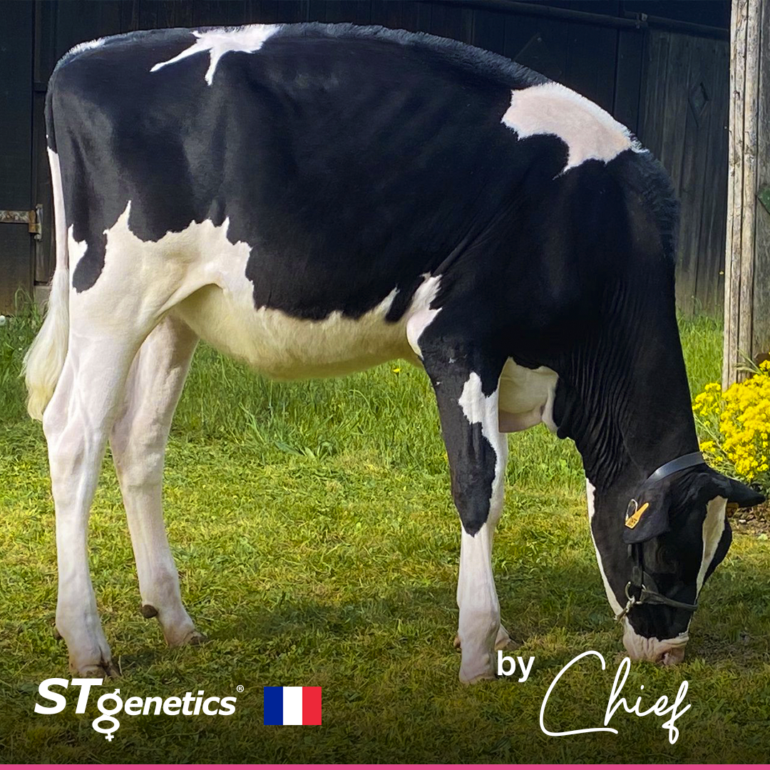 STgenetics's tweet photo. We are #crazyfor CHIEF heifers ❤ we love them as cows!!

Hamant-Peltre Prittany at Hamant-Peltre Holstein in France 🇫🇷

By CHIEF from STgenetics: a STyle Genetics™ Designated Sire!

CHIEF is +2.35 GPTAT +2.51 UDC
CHIEF is +3.29 FUA +3.42 RUH

CHIEF: https://t.co/5PD7R3jexF https://t.co/WwTjPztkiW