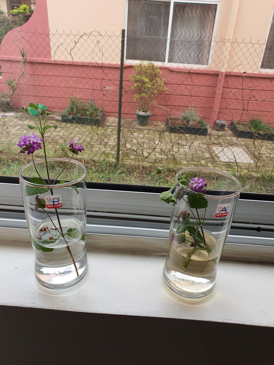 drkasenene's tweet photo. My daughter and I did this water experiment. We got 2 glasses of water and labelled A and B. To A we said angry and hurtful words. To B we said Beautiful words. We then place to plant stems with flowers in the water. This was the result 4 days later. #Wordsarepowerful. Try it https://t.co/spKVFJyH9w
