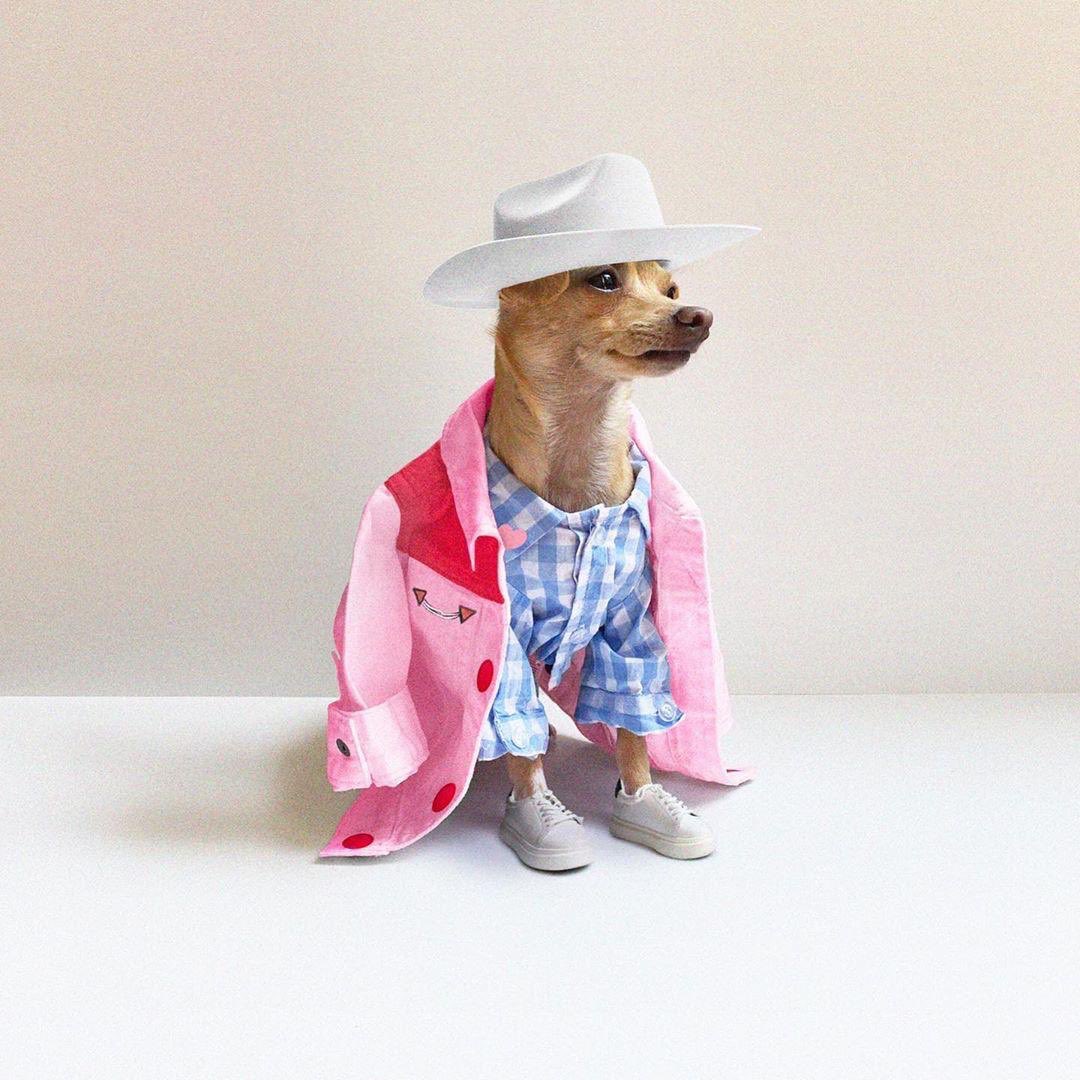 label_pr's tweet photo. Calling all canine loving influencers 🐕‍🦺 🐩 If you’d like to treat your dog and kit them out in style, get in touch with us on hello@labelpr.com to hear more about an incredible new collection of doggy coats and accessories. #dogsoftwitter #dogfashion 
📸 @boobie_billie https://t.co/Rezvh4HcoA