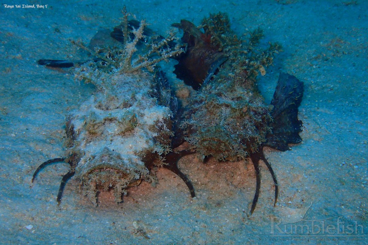 RumblefishScuba's tweet photo. Swimming over the sand, there are always something amazing looking back at you 😁🎽🦂

#devilscorpionfish #scubadiving #diver #buddy #amazingthailand #phuket #rumblefishscuba https://t.co/i46oXJARCs