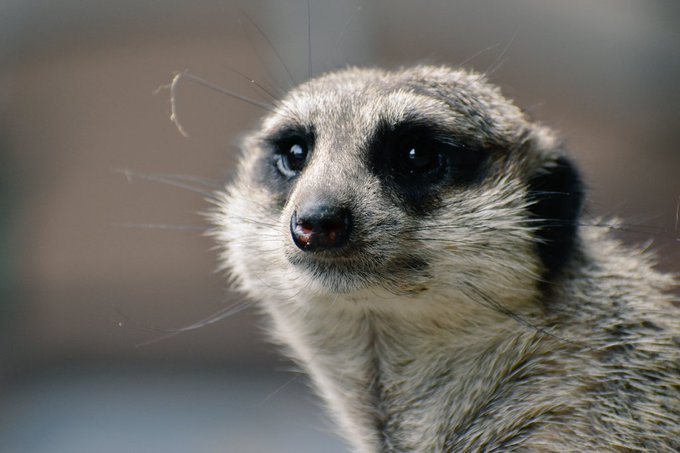 ミーアキャットのtwitterイラスト検索結果 古い順