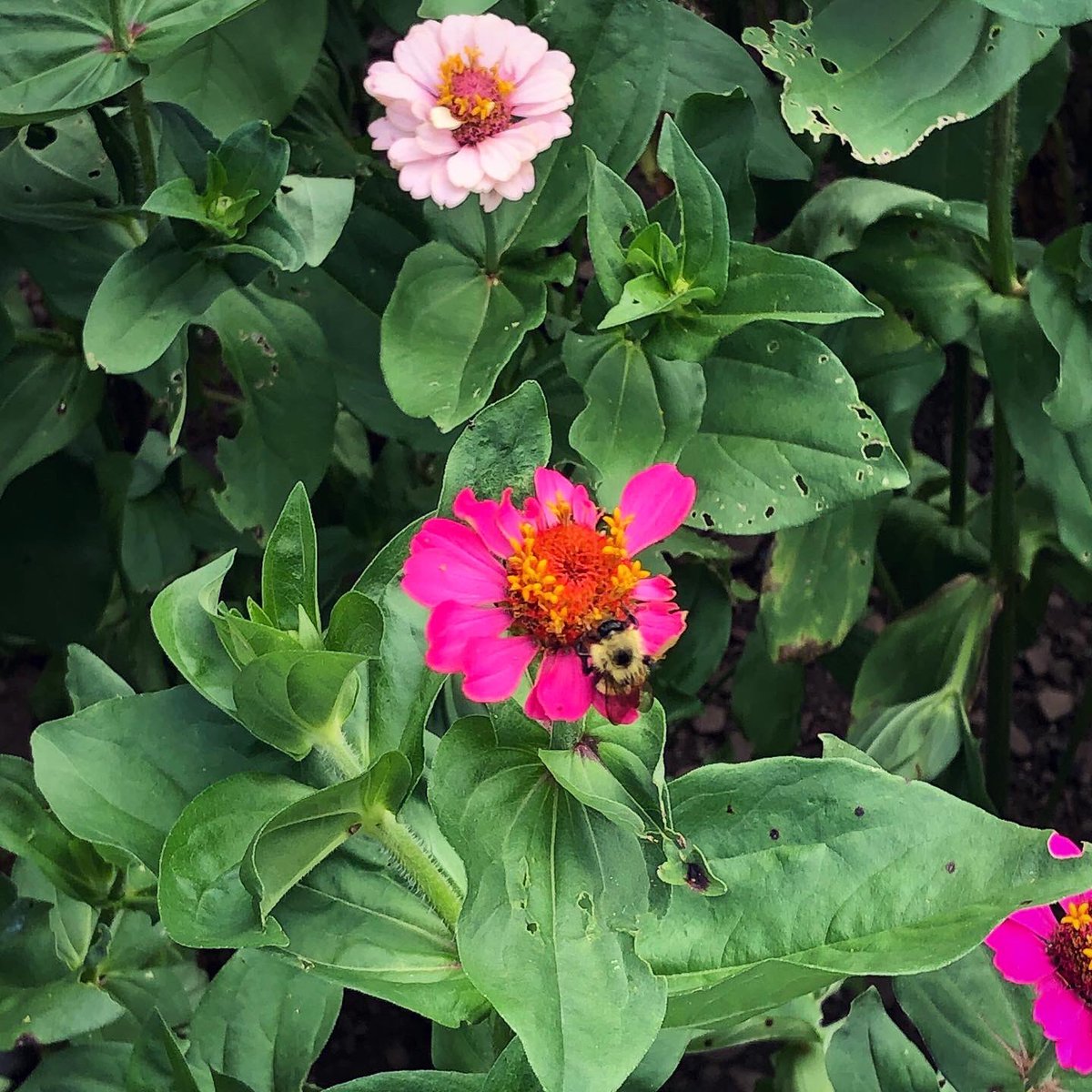 Zinnia visitors make me happy. 🦋🐝
