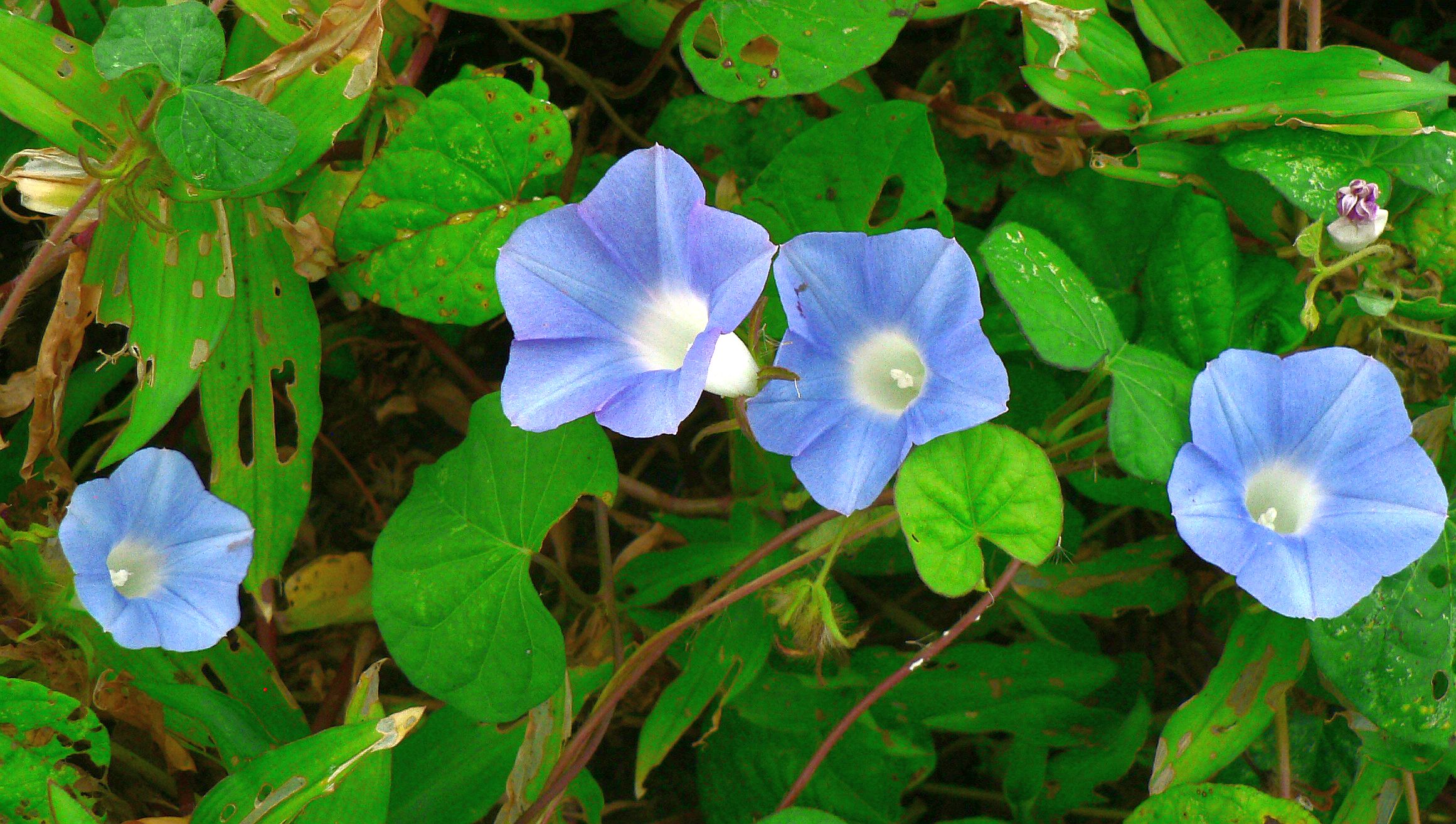 こころんグリーン 畑の畦に薄いブルーのアサガオの花がたくさん咲いていました 涼しげな 薄いブルーの色です 暑い夏の朝の 一服の清涼剤みたいですね アサガオ 畑の畦 薄いブルー 夏の花 夏 山野草 野草 園芸 ガーデニング 熊本市南区