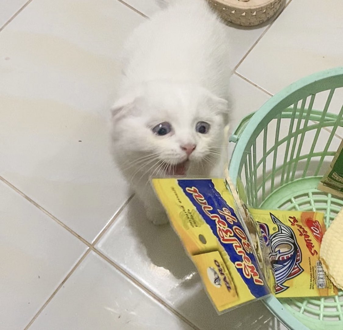 ૮꒰˵• ﻌ •˵꒱ა tweet media