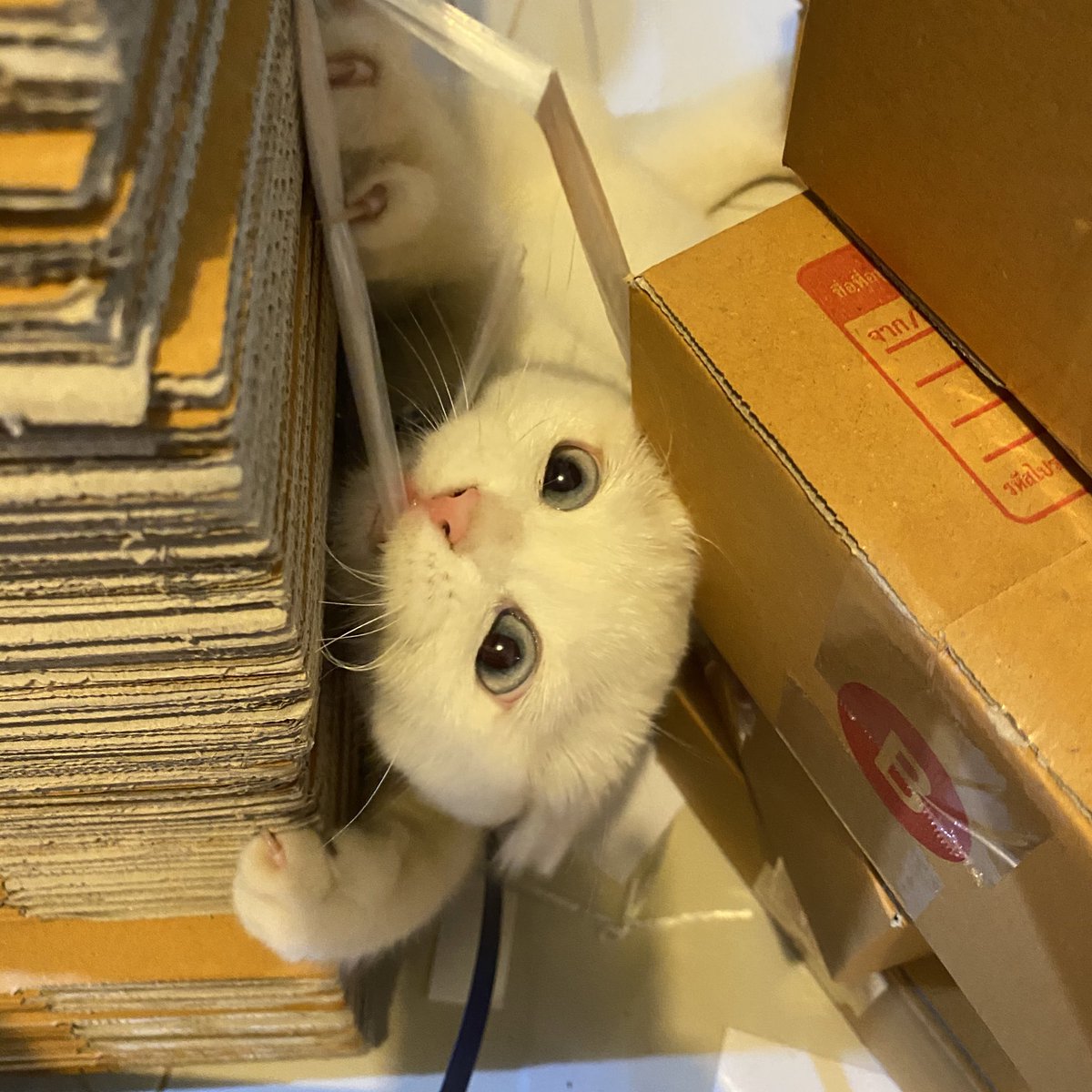 ૮꒰˵• ﻌ •˵꒱ა tweet media