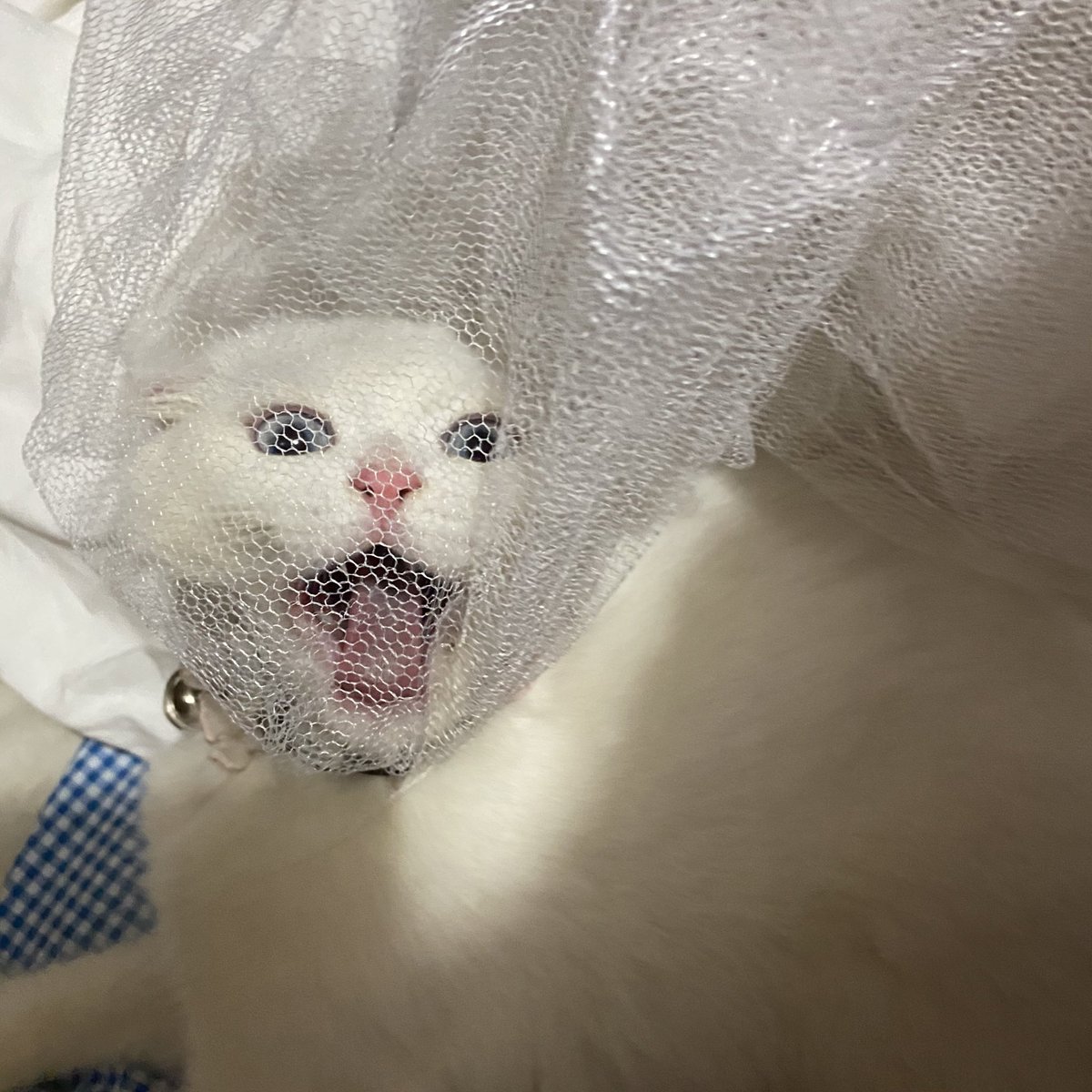 ૮꒰˵• ﻌ •˵꒱ა tweet media