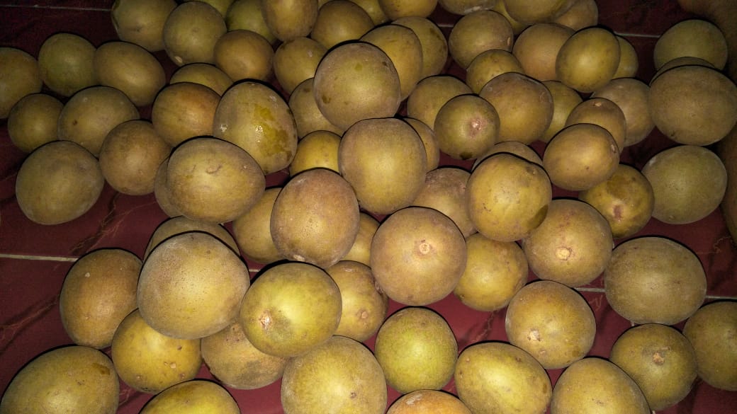 SAWO ORGANIK BLORA dari Desa Bangowan, Kecamatan Jiken. 
Ini lagi musim musimnya panen. Seger, manis, dan sehat. Minat??? 
bisa hubungi <a href="/BangowanBumdesa/">Desa Wisata Bangowan</a> atau <a href="/priyo0392/">Priyo92</a> WA - 081326890967
#BuahBlora cc <a href="/koncotaniblora/">Dinas Pertanian Blora</a> <a href="/AriefRohman_838/">BUPATI BLORA</a>