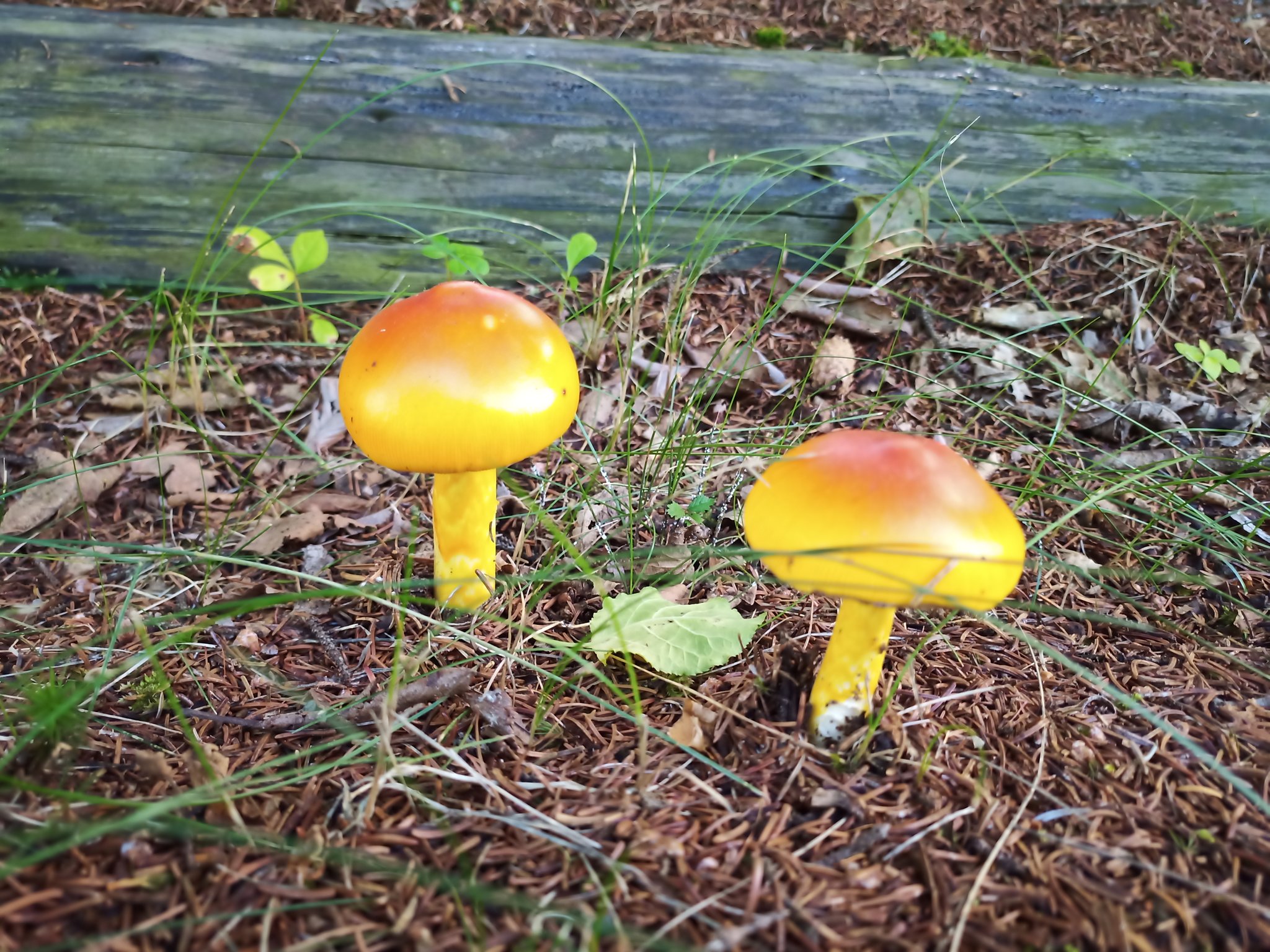 توییتر ひがし北海道 鶴居村 公式 در توییتر またもキノコを見つけたので タマゴタケ か タマゴタケモドキ だと思われます ベニテングタケ かとも思ったのですが ベニテングタケは柄が白いらしいので違うかも T Co Ioofrm0fan