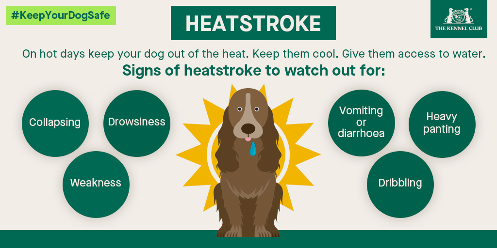 TheKennelClubUK's tweet image. Do you know the signs of heatstroke? ⚠️🐶 #UKHeatwave