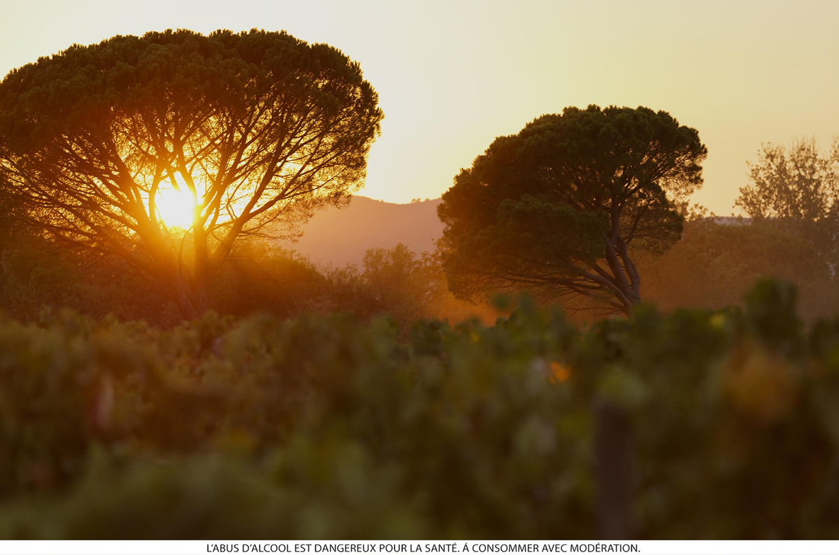 Clément Brun, Directeur Technique de notre propriété familiale Château Cavalier, a participé la semaine dernière à une session Instagram Live au sujet des engagements environnementaux du vignoble provençal.

👉 shorturl.at/gwACV