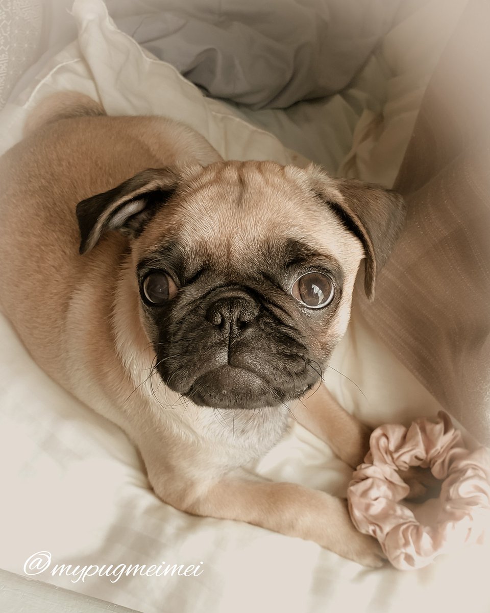 Happy Throwback Thursday with lil Miss 'Angel Face. Devil Thoughts.😇😈🙊🙉🙈 much love mei mei💜xoxo #pugs #pugsofinstagram #dogsoftwitter #Dog #DogsofTwittter #cute #instagood #instagram #instadaily #sweet #ThrowbackThursday #thursdaymorning #photoshoot #puppy #puppylove #dogs