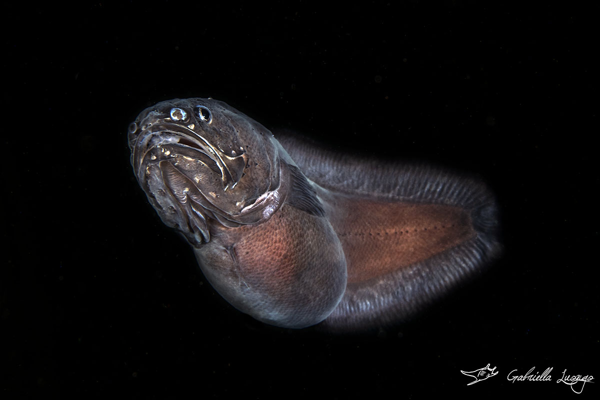 GabriellaLuong's tweet photo. Brotola nera 😁🐟📸

#underwaterphotography #gulfofnaples #mediterraneansea #macrophotografy #fish #Wildlife  #sea #photos #nauticam #underwaterphotos #caves #dark #life #biodiversity #nature #sea #passion #fun #adventure  #diving #d810nikon https://t.co/WkHQRdzorw
