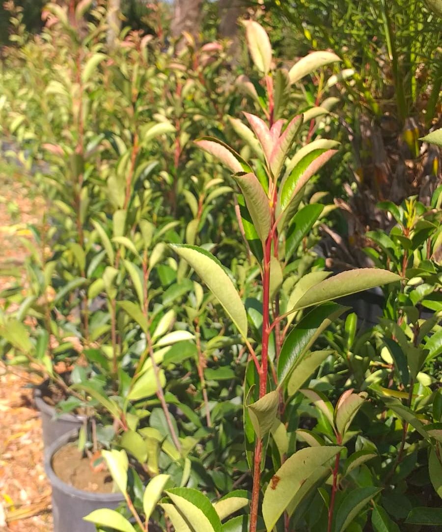 Alev Çalıları yeniden kızarıyor 😊 Yeni sezona doğayla birlikte hazırlıklar başlasın, yenilenen stoklarımızla bahçeleriniz renklensin o zaman 💫
.
.
.
#photinia #photiniaredrobin #alevçalısı #peyzaj #peyzajtasarım #peyzajdüzenleme #landscape #landscapearchitecture #bahçedüzenleme