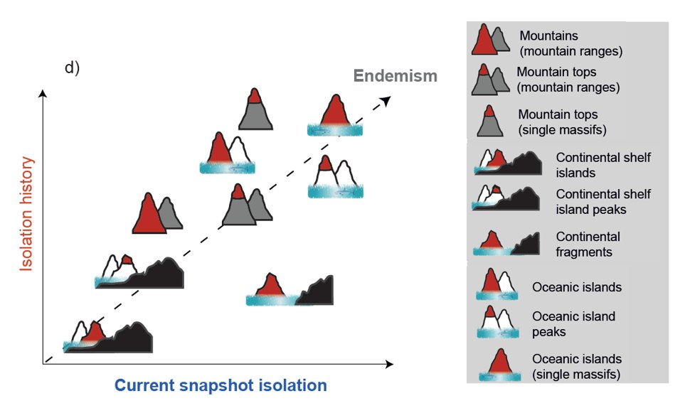 This all brings together that the isolated "state" of the mountain islands and true islands we see today is just a snapshot in time. Current endemism carries the legacy of isolation history and to quantify that is one of the most exciting endeavours in  #biogeography.