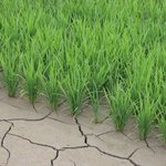 田んぼの中の水がなくなっていても心配なし!稲を育てるに、必要な工程の「中干し」!なるほど、知らなかった。