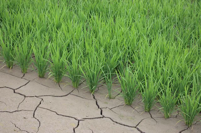 田んぼの中の水がなくなっていても心配なし！稲を育てるに、必要な工程の「中干し」！！なるほど、知らなかった。