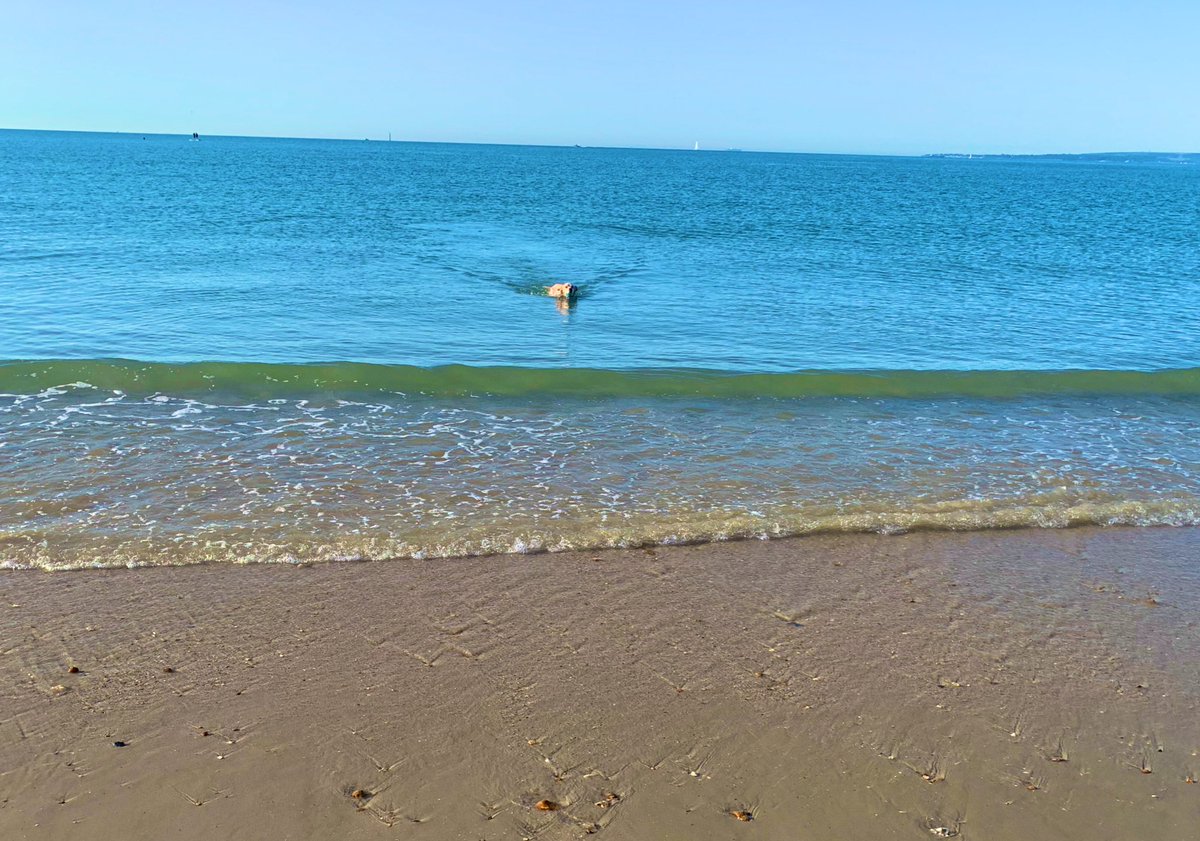 UOP_SCCJ_CFS's tweet photo. Not a bad day for a swim in sunny Southsea today #fridayvibes #seasidecampus #studybythesea #dogslife https://t.co/5TcLKnTOpJ