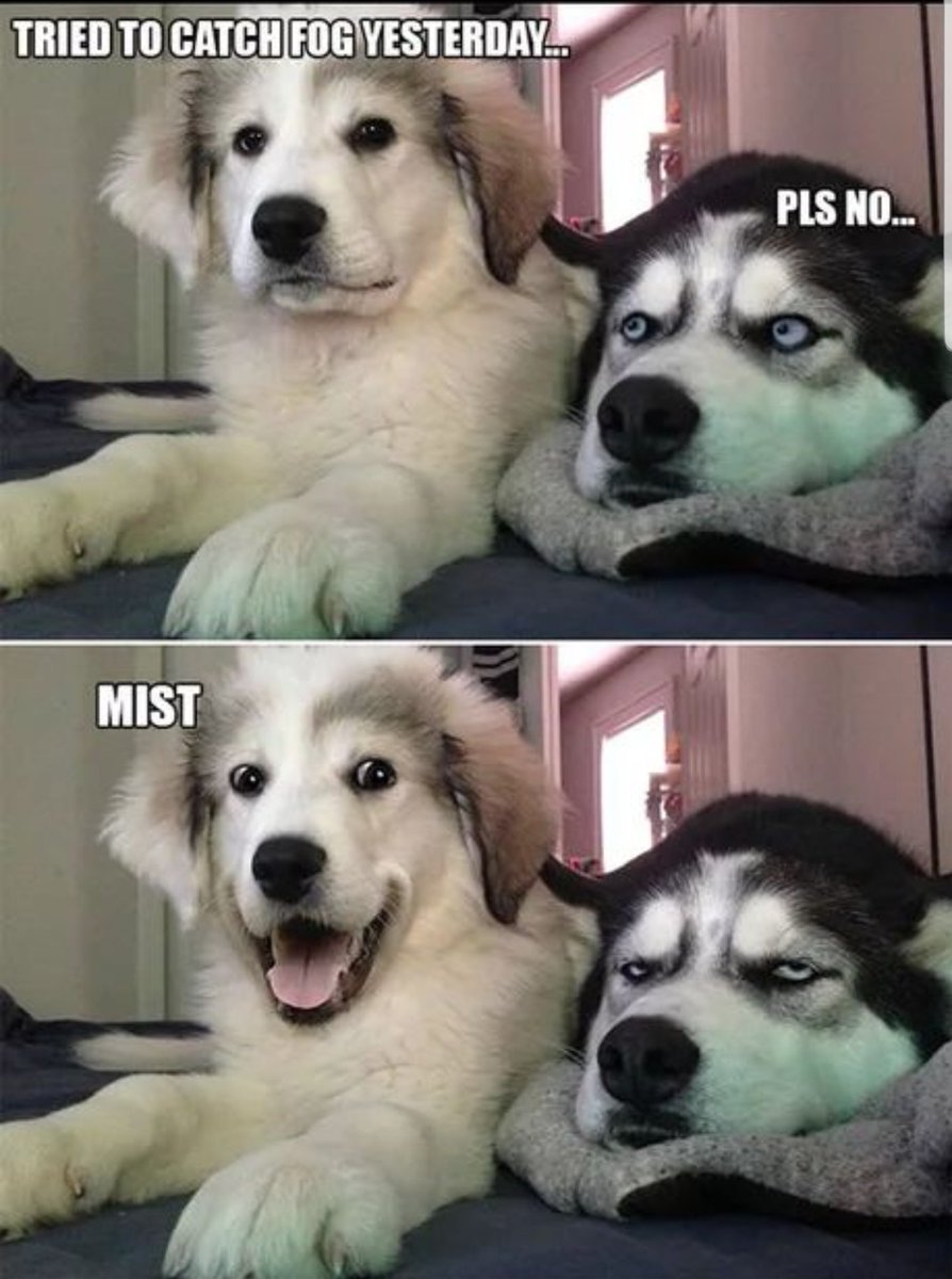 Top 10 "Bad Puns Dog" memes everThread 