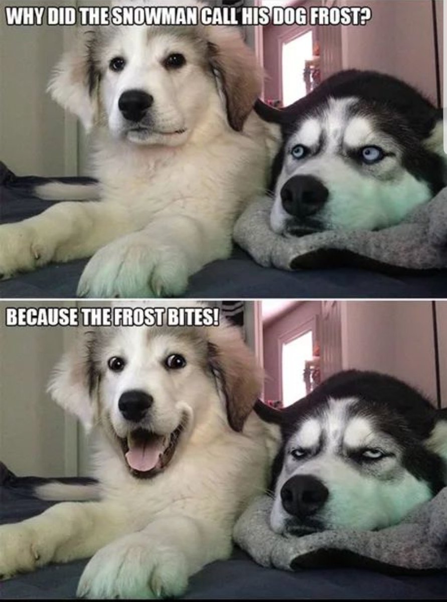 Top 10 "Bad Puns Dog" memes everThread 