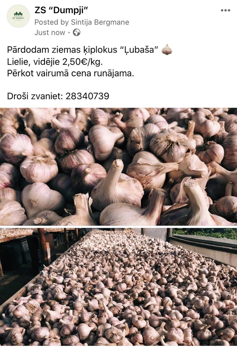 Vecākiem ienākusi jaunā ziemas ķiploku raža 🧄 braucot no Zobens un Lemess sanāk pa ceļam sarūpēt sev krājumus ziemai :) 
Bauskas raj., Mežotnes pagasts, māja “Līdumi”