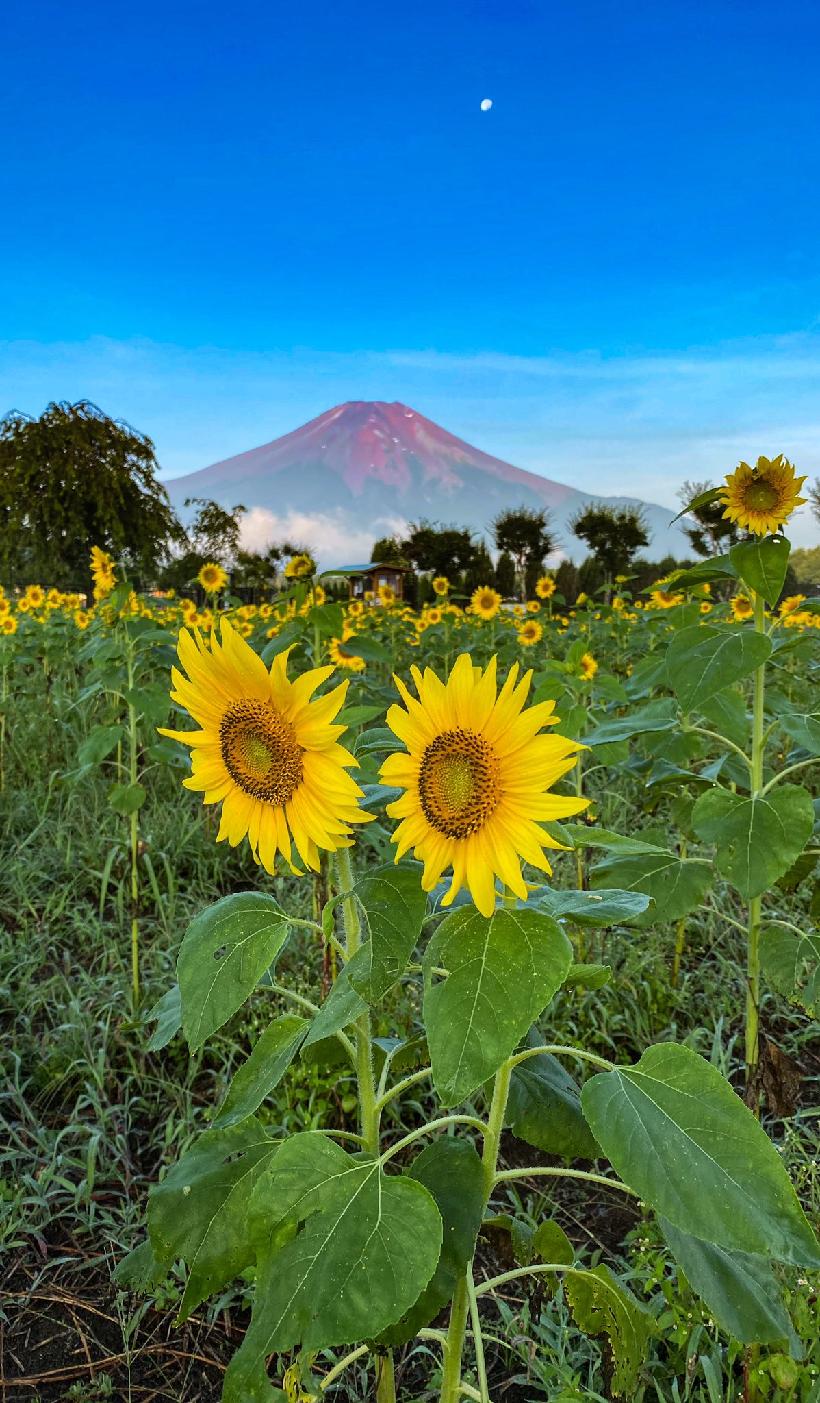Take No Twitter ペアのひまわりです 富士山の上にペーパームーン 縦位置 待ち受けにお使い下さい T Co 4lkuzmqb6i Twitter