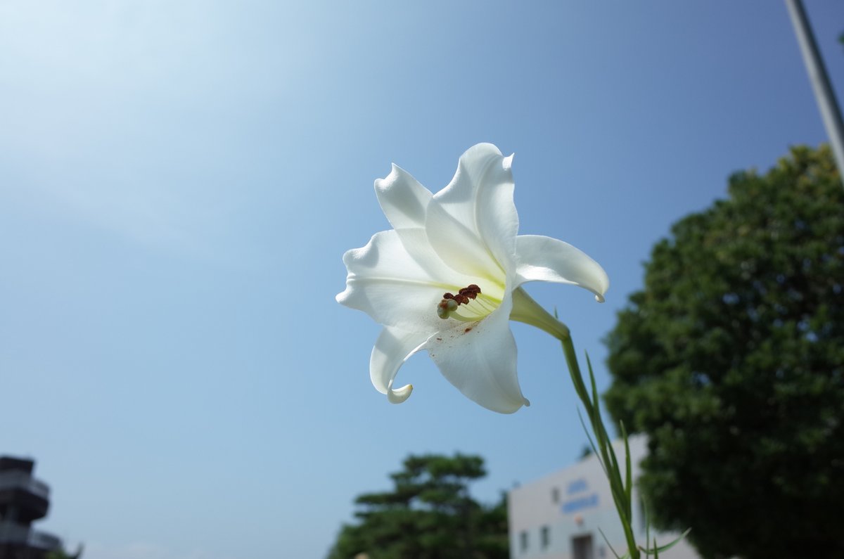 ふなばし三番瀬環境学習館 先日ご紹介した タカサゴユリ が咲きました ユリ は球根から育てるイメージが強いですが タカサゴユリは種子の発芽からなんと6ヵ月ほどで開花します 強い繁殖力を持つ外来植物ですが 連作障害 をおこしてうまく成長しない