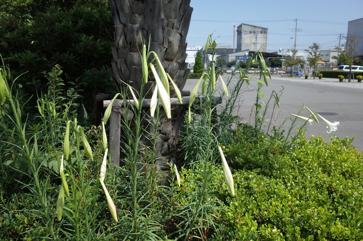 ふなばし三番瀬環境学習館 先日ご紹介した タカサゴユリ が咲きました ユリ は球根から育てるイメージが強いですが タカサゴユリは種子の発芽からなんと6ヵ月ほどで開花します 強い繁殖力を持つ外来植物ですが 連作障害 をおこしてうまく成長しない