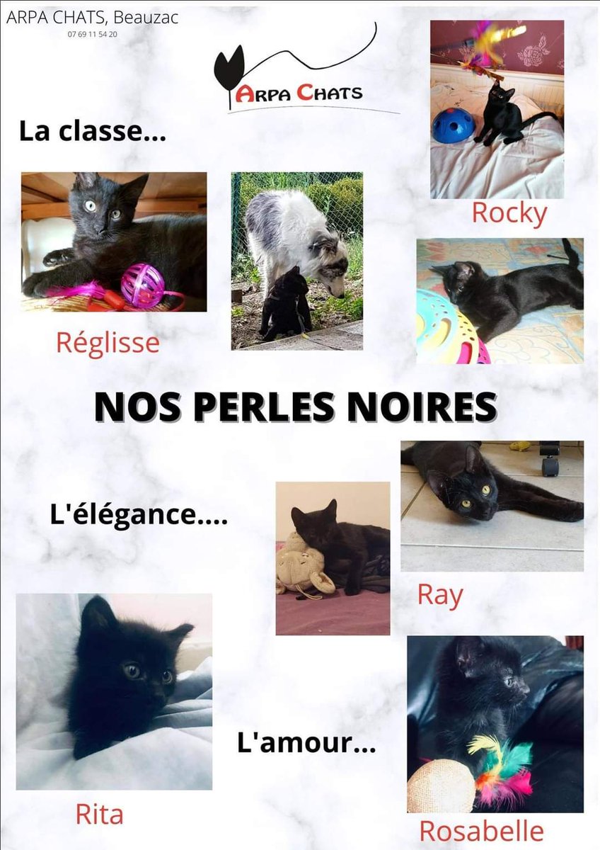 @bichiyal777 Si vous êtes dans le 43 ou alentours, notre asso a plein de chatons noirs à l'adoption ! N'hésitez pas à m'envoyer un dm ou à aller voir les albums sur la page de l'Arpa Chats 43, il y a encore bcp de chatons à prendre en charge cette année et nous sommes à capacité...