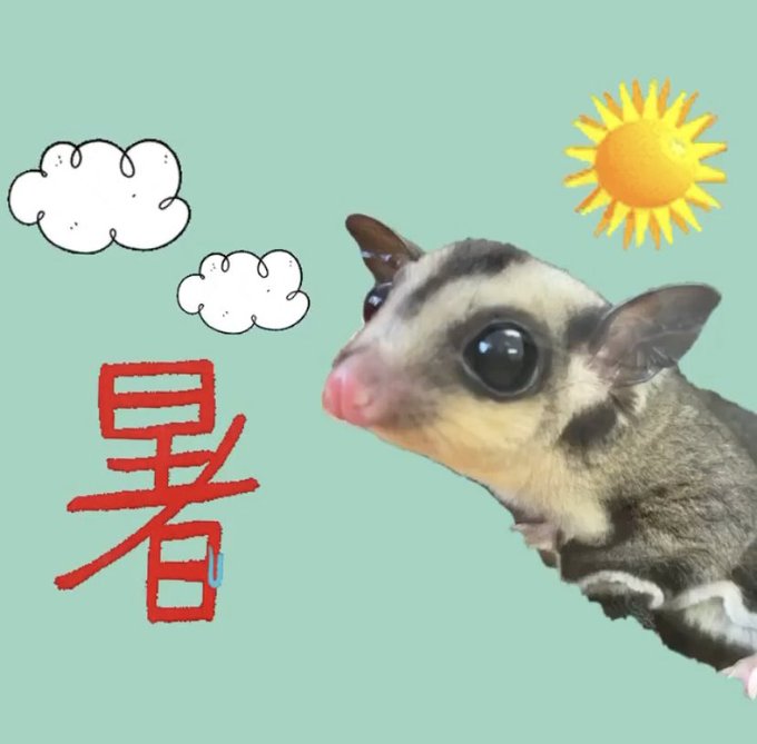 フクロモモンガのいる生活のtwitterイラスト検索結果