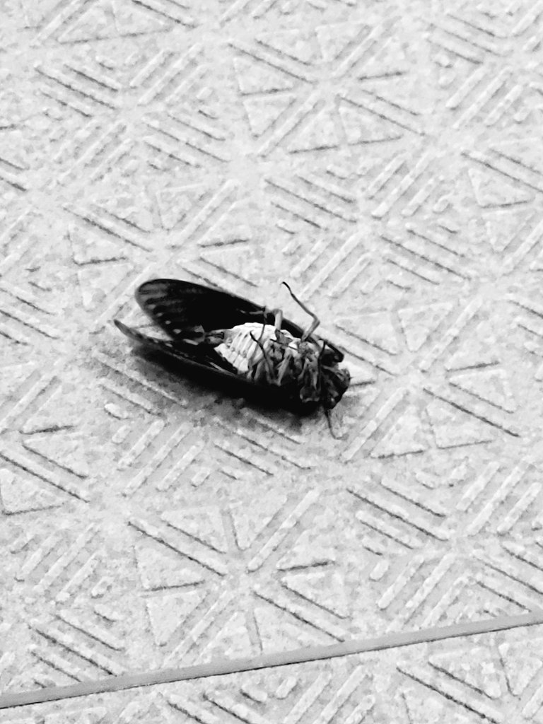 落ちているセミが生きているか死んでいるかを見分ける方法 Notissary