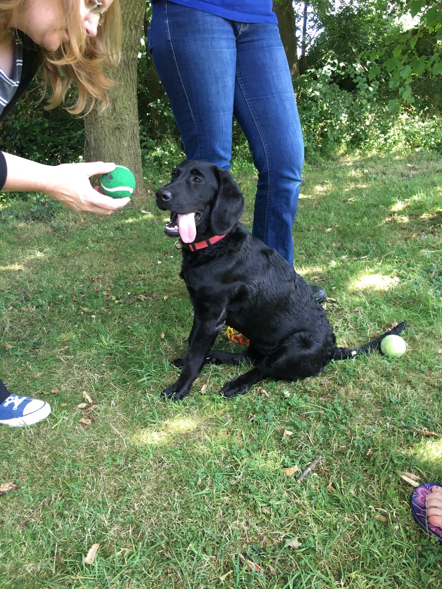 BonnieBlackLab's tweet photo. Happy 4th Gotcha Day to me.
Today I shall be mostly relaxing in the cool hallway, gaurding the front door from errant delivery people.
@Battersea_ #AdoptDontShop #RescueIsMyFavouriteBreed 
#ThenAndNow https://t.co/QhOtt8An7k