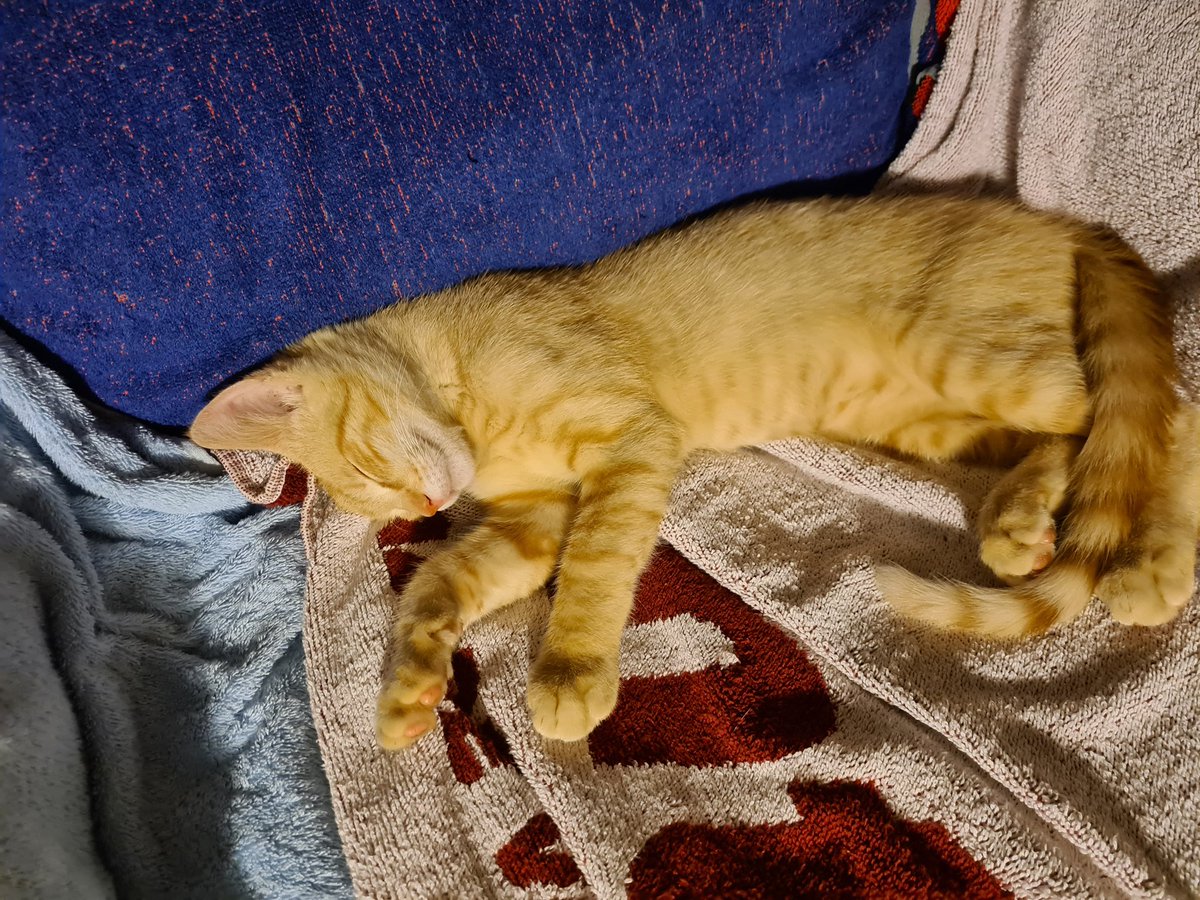 Chavalhidratado's tweet photo. Me duele en el alma poner esto, pero el otro día nos encontramos un gato en la montaña y lo salvamos pero no podemos tenerlo en casa. Si hay alguien en Zaragoza interesado en adoptar a Haru es un bombón, tiene 2 meses y es mas bueno que el pan de verdad. Cualquier cosa md https://t.co/WLSJVqpIYE
