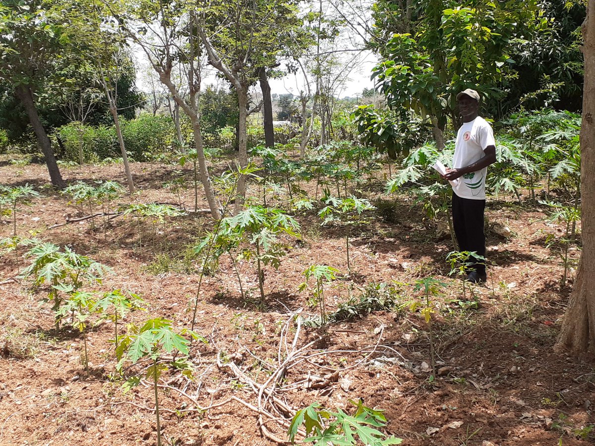 TeleBere's tweet image. Integrating fruit trees on vegetable farms in the village of Gundoog in the Upper East Region of Ghana #forestfarmfacility #agroecology #sustainablebusiness