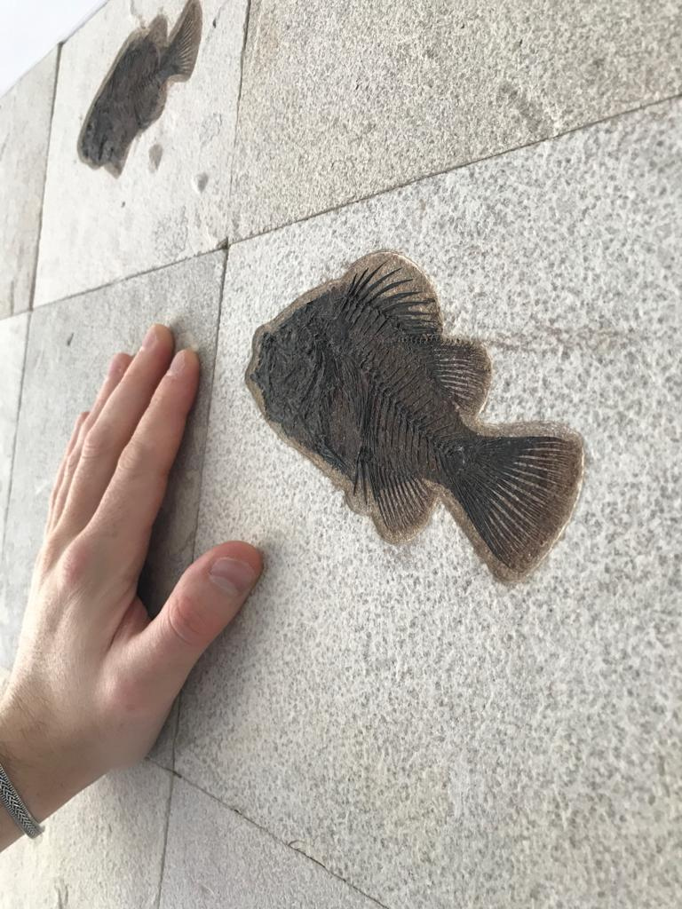 thefossilstore's tweet image. Fossil #fishes for walls, discover more &amp;gt;thefossilstore.com/collections/wa…
#wall_art #natural_history #office_space #fossils