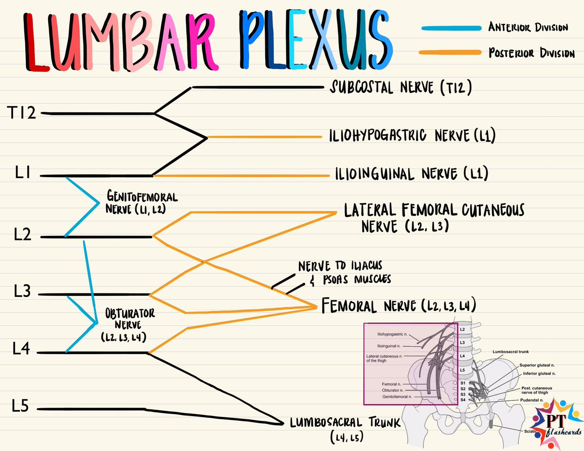 Lumbar Plexus Anatomy Biology Diagrams