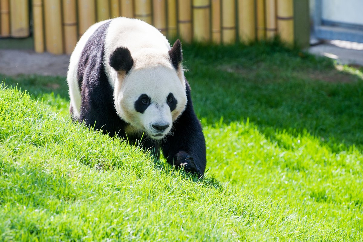 China Daily on Twitter "Canada's Calgary Zoo says the two pandas