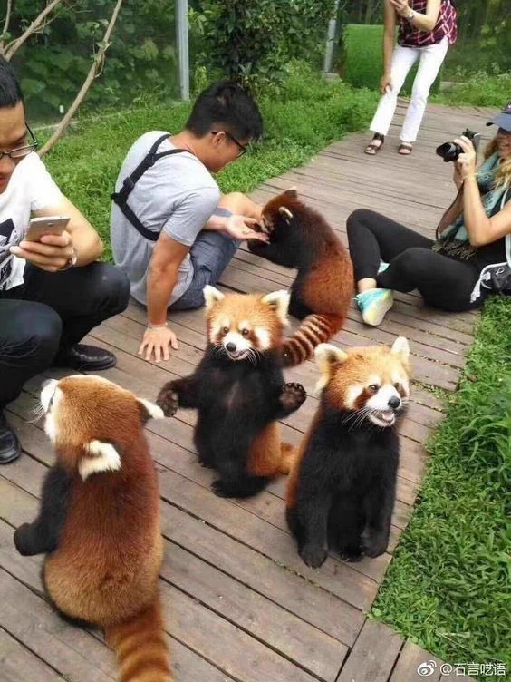 世界中に広めたい！？レッサーパンダの可愛さを見て！！