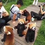 世界中に広めたい!？レッサーパンダの可愛さを見て!