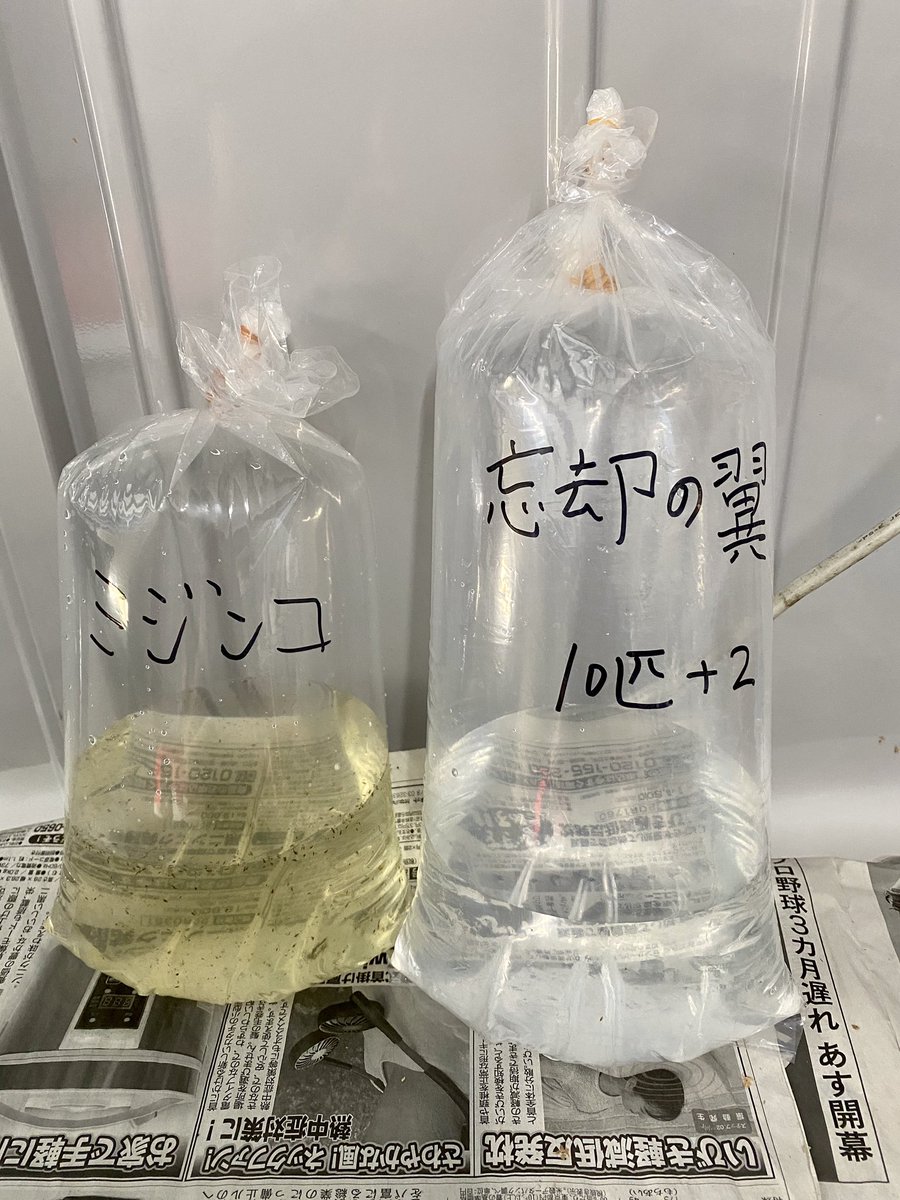 豊めだか على تويتر ご購入ありがとうございました メダカ メダカ飼育 メダカ好きと繋がりたい めだか 忘却の翼 忘却の 翼メダカ 忘却の翼めだか ミジンコ