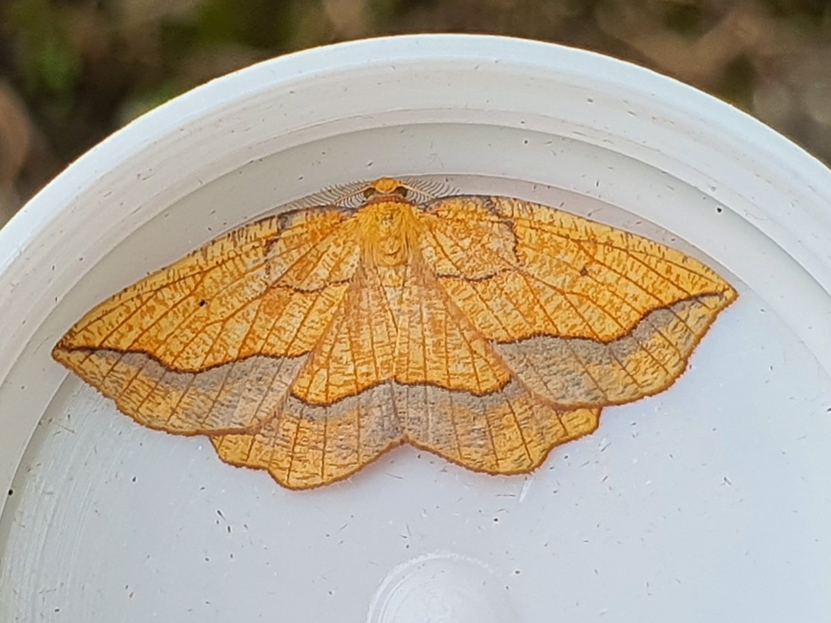 Notice_Nature's tweet photo. We have about 1,400 different species of moths in Ireland!! Here's four to look out for during the month of August: Bordered beauty, buff arches, blue-bordered carpet and Herald. Check out the @MothsIreland facebook page for help with ID.
#NoticeNature #MothsofIreland https://t.co/93T8eHPVRv