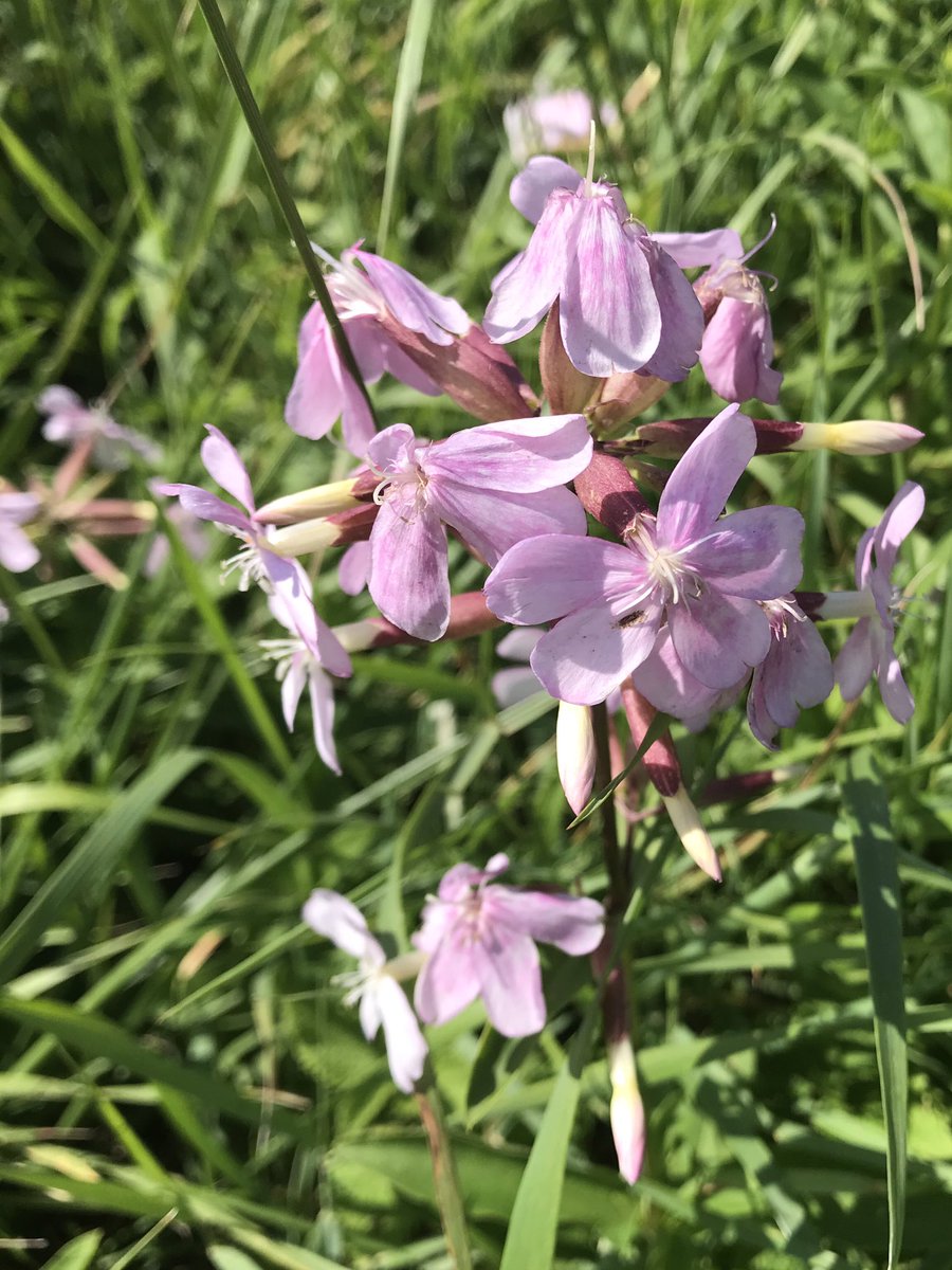 hon_joke's tweet photo. #Phlox #Diffusa in de berm nabij #Cadzandbad 🌸🌸💜 #fietsen...4 Augustus...
fijne dag allemaal ☕️🥤🌞😨🤗😎 https://t.co/M3znxLHLfi