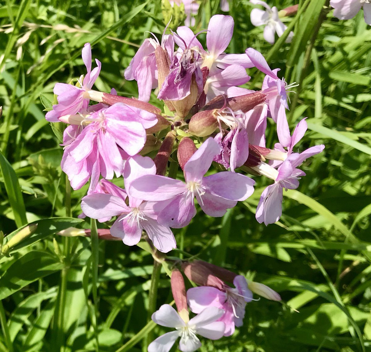 hon_joke's tweet photo. #Phlox #Diffusa in de berm nabij #Cadzandbad 🌸🌸💜 #fietsen...4 Augustus...
fijne dag allemaal ☕️🥤🌞😨🤗😎 https://t.co/M3znxLHLfi