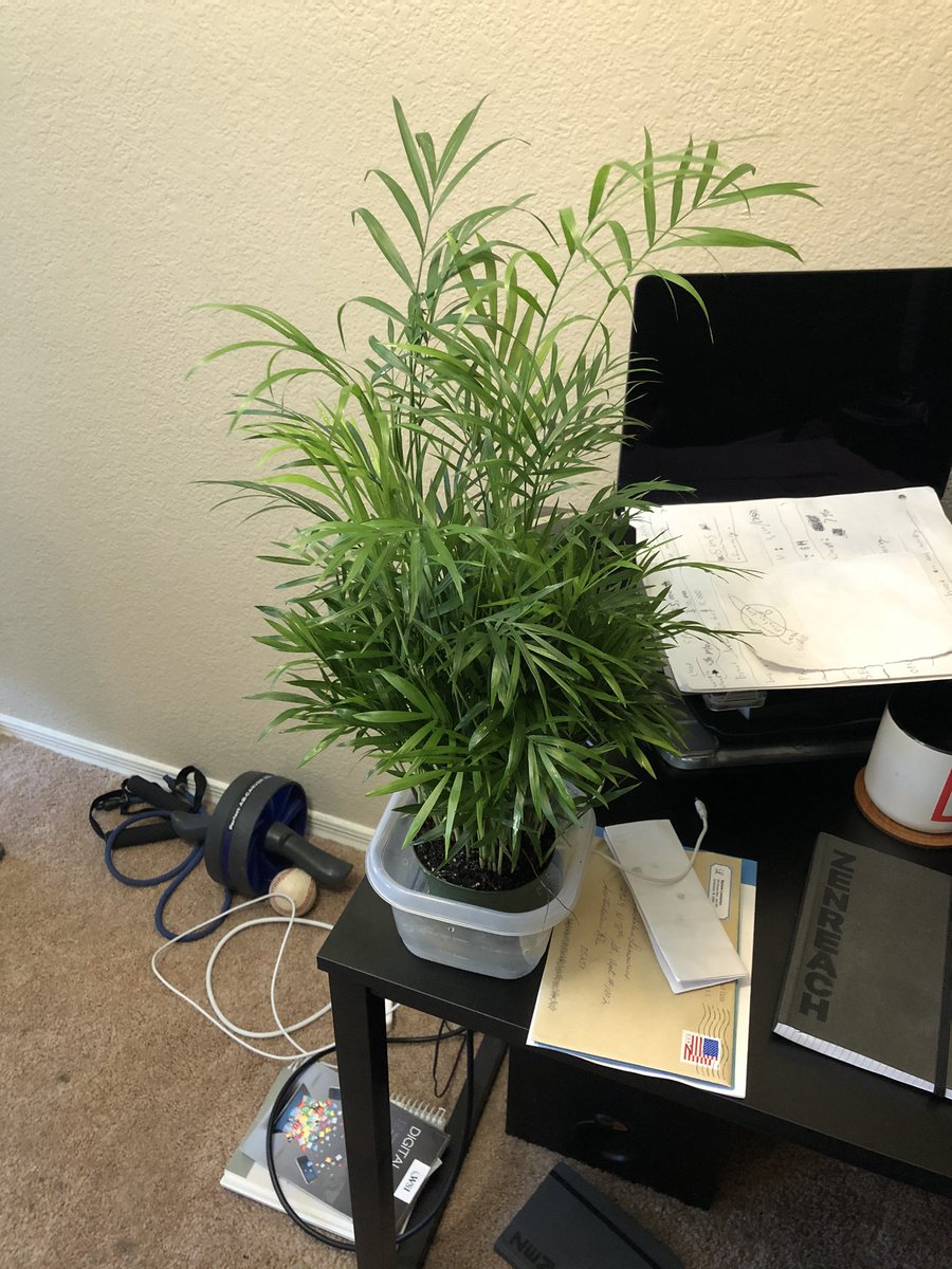 ChopLaReux's tweet photo. Officially a plant dad 🌱 shoutout @PlantstandAZ for the dopest selection in the western US 🌱🤙🏻 https://t.co/fybP3sLpYU
