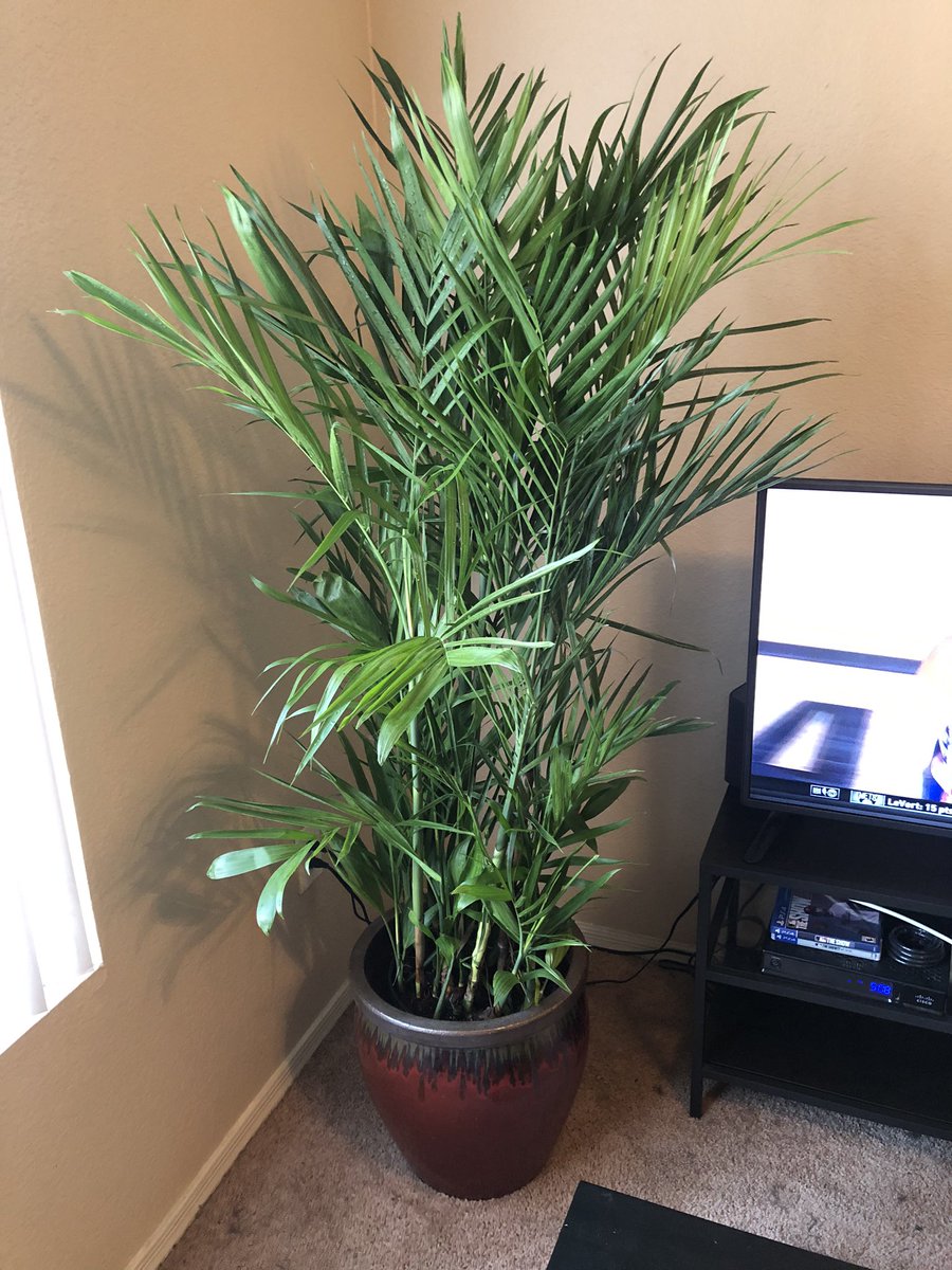 ChopLaReux's tweet photo. Officially a plant dad 🌱 shoutout @PlantstandAZ for the dopest selection in the western US 🌱🤙🏻 https://t.co/fybP3sLpYU