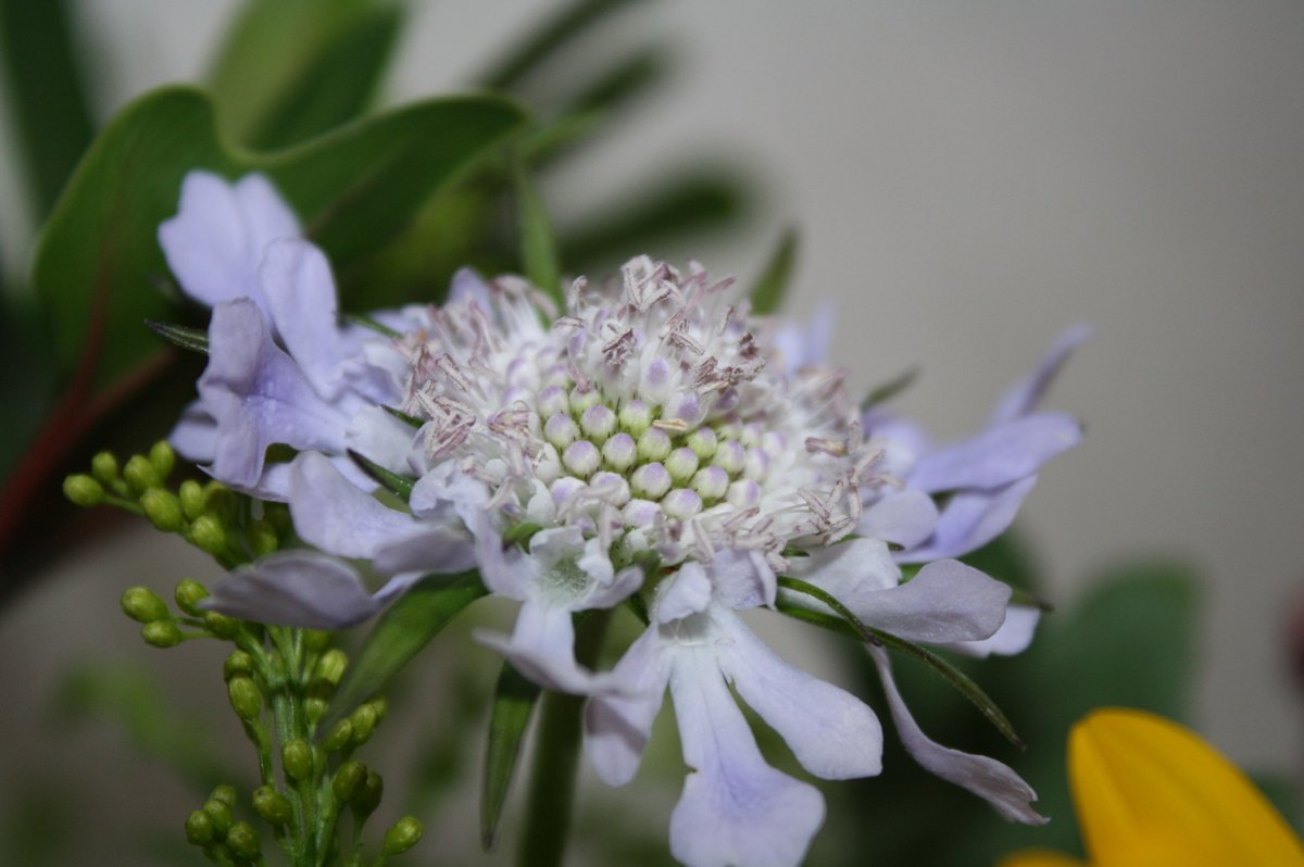 Evelyn 8月22日の花言葉 スカビオサ 風情 未亡人 悲しみの花嫁 健気 喪失 祈り 愛 神の愛 神の平安 永遠 野の花を見よ 自然界との共存 めぐみ 花言葉 花 花賛美