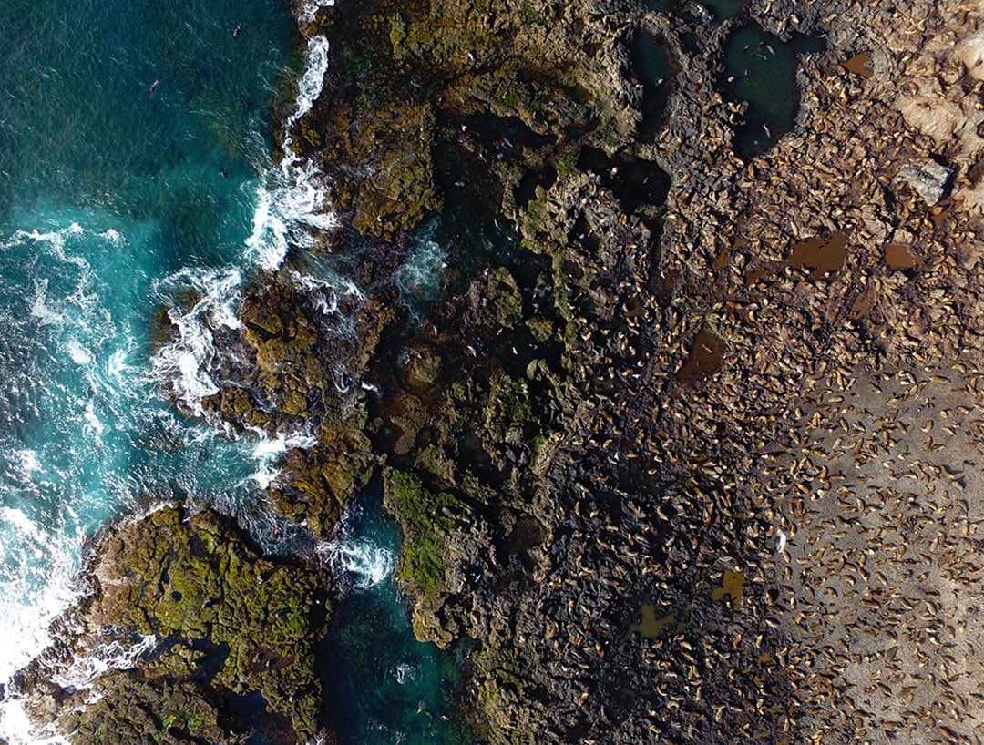 Phillip Island Nature Parks tweet media