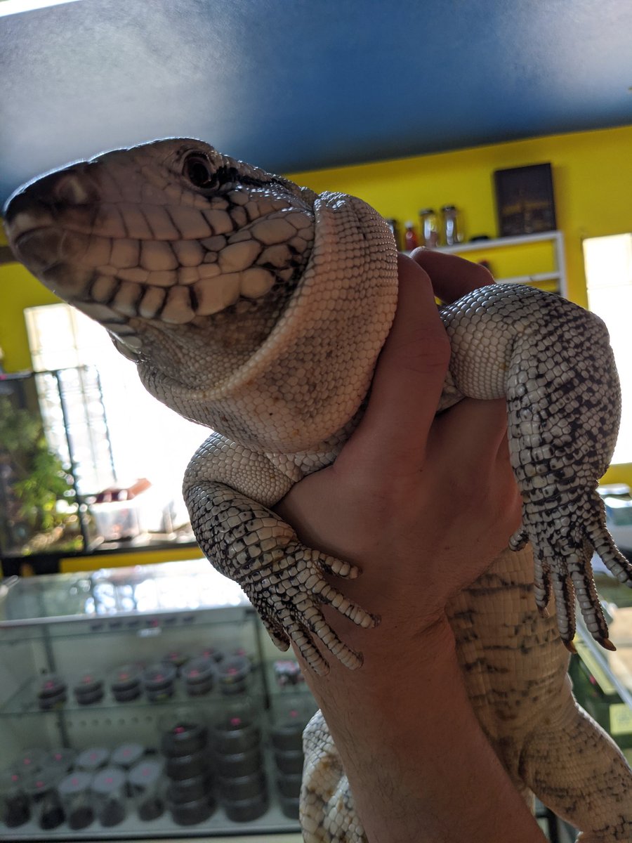 customcreatures's tweet photo. Nail trimming for all the big kids! #nails
#monitors #tegus https://t.co/rub9dBq5xw